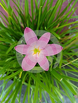 Zephyranthes minuta is a tropical wildflower called Rain Lilies