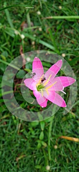 Zephyranthes minuta is a tuber-forming perennial with glossy green leaves up to 7 mm wide. Flowers in wild specimens are usual