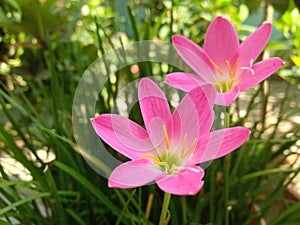 Zephyranthes minutes is a pink flowers