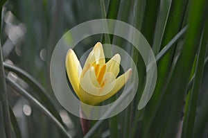 Zephyranthes, Other names rain lily, Zephyr lily magic or fairy lily. Angiosperms, Yellow coloured flower.