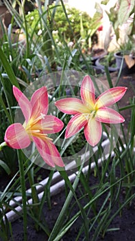 zephyranthes rose perfection