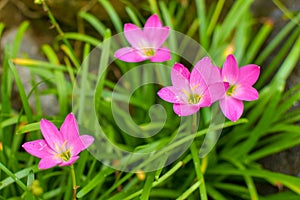 Zephyranthes rosea, commonly known as the Cuban zephyrlily, rosy rain lily, rose fairy lily, rose zephyr lily or the pink rain lil