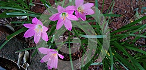 Zephyranthes rosea & Lily rain rosea& Garden flower beautiful amazing