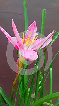 Zephyranthes rosea pink rain lily snap