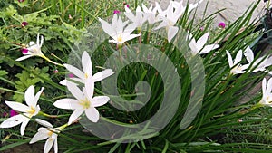 Zephyranthes rosea rain white lily snap