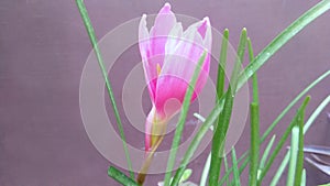 Zephyranthes rosea rosy rain lily