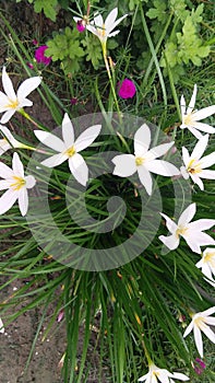 Zephyranthes rosea rosy rain white lily