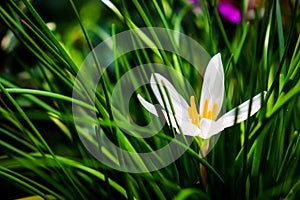 Zephyranthes treatiae White Flower