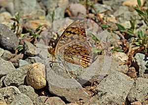 Zerene Fritillary (Speyeria zerene) sitting on rocks