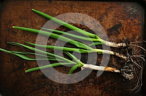 Zero kilometre food conceptual image with garden grown veggies on an oven tray