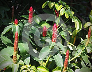 Zerumbet Flower or Zingiber Flowers Red color.