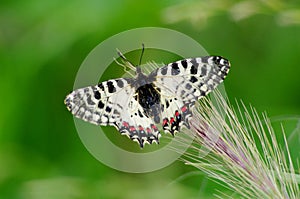 Zerynthia cerisy . Series. Pictures of diurnal butterflies