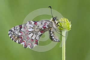 Zerynthia rumina