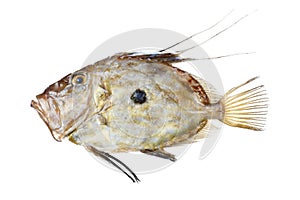 Zeus Faber fish
