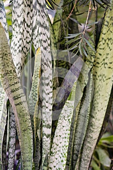 Zeylanica Snake Plant: Leaves Close-Up in Greenery.