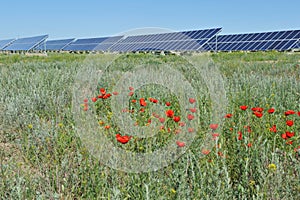 Zhambyl region, Kazakhstan - 05.15.2013 : A poppy field grows on the territory of the solar station