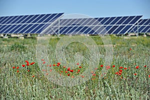 Zhambyl region, Kazakhstan - 05.15.2013 : A poppy field grows on the territory of the solar station