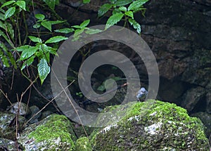 Zhangjiajie Grand Canyon, Hunan, China