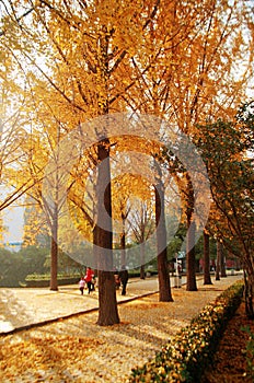 Zhengzhou people& x27;s Park