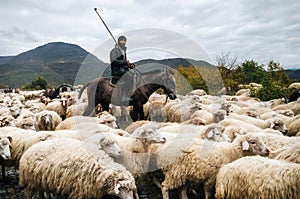 Shepherd with crook riding horse and herding group of sheep