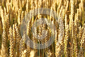 Zhito close-up spikelets