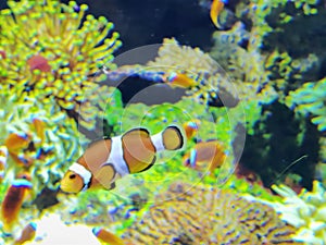 Zhuhai Hengqin Chimelong Marine Science Park Aquarium Clownfish Orange Strip Clown Fish Tank