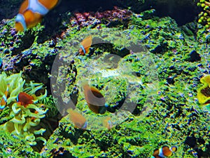 Zhuhai Hengqin Chimelong Marine Science Park Aquarium Clownfish Orange Strip Clown Fish Tank