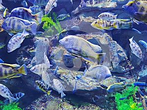 Zhuhai Hengqin Chimelong Marine Science Park Aquarium Giraffe Mouthbrooder Nimbochromis Venustus  Africa Fish Tank photo