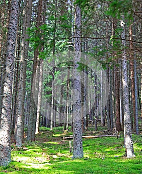 Ziarska dolina - valley in High Tatras, Slovakia