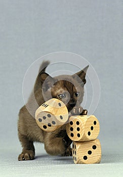 ZIBELINE BURMESE DOMESTIC CAT, KITTEN PLAYING DICE