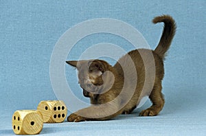 Zibeline Burmese Domestic Cat, Kitten playing with Dice