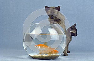 Zibeline Burmese Domestic Cat, Kitten playing with Fishes