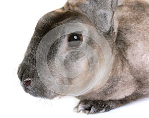 Zibeline Rex rabbit