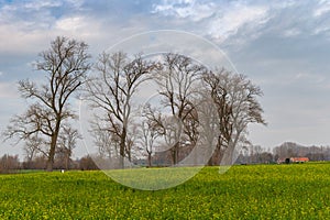 Rij hoge oude bomen in de lente photo