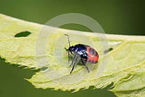 Zicrona caerulea on plant