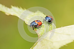 Zicrona caerulea on plant