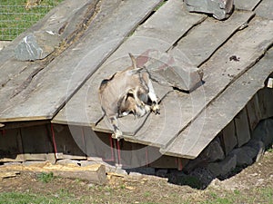 Ziege auf dem Dach eines kleinen Stalls bzw. Unterstand / Goat on the roof of a small stable