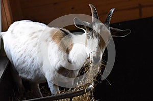 Goat in Schmiding Zoo, Upper Austria, Austria, Europe photo