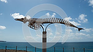 Zifii Beaked whale skeleton.