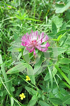 Zig-zag Clover (Trifolium medium)