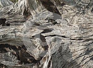 Zig Zag Crack in an Old Dead Tree