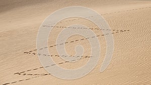 Zig zag shape footprints in a desert