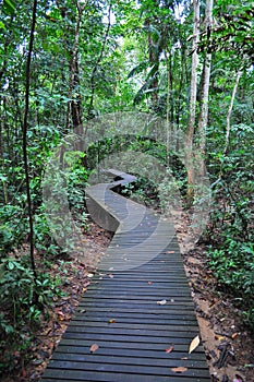 Zig-zag walkway in a forested area at Lower Peirce