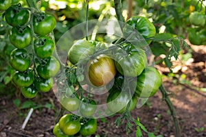 Zigan, Gipsy,Tsygan, Mustlane, Zygann, Cherokee Purple tomatoes growing on the vine on a homestead