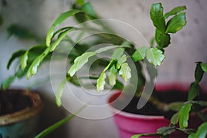 Zigokaktus, rozhdestvennik young sprouts in a pot, close-up