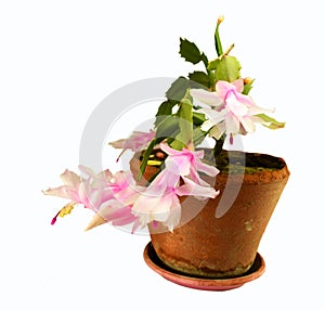 Zigokaktus Schlumbergera
