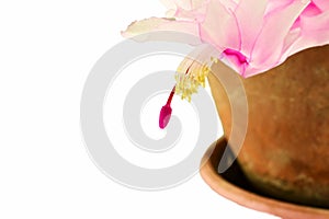 Zigokaktus Schlumbergera