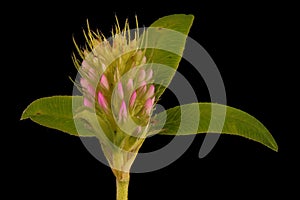 Zigzag Clover (Trifolium medium). Immature Capitulum Closeup