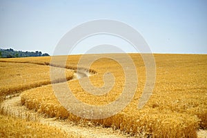 A zigzag path in the golden wheat field