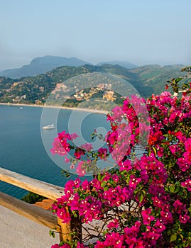 Zihuatanejo Bay and Bougainvillea At Sunset